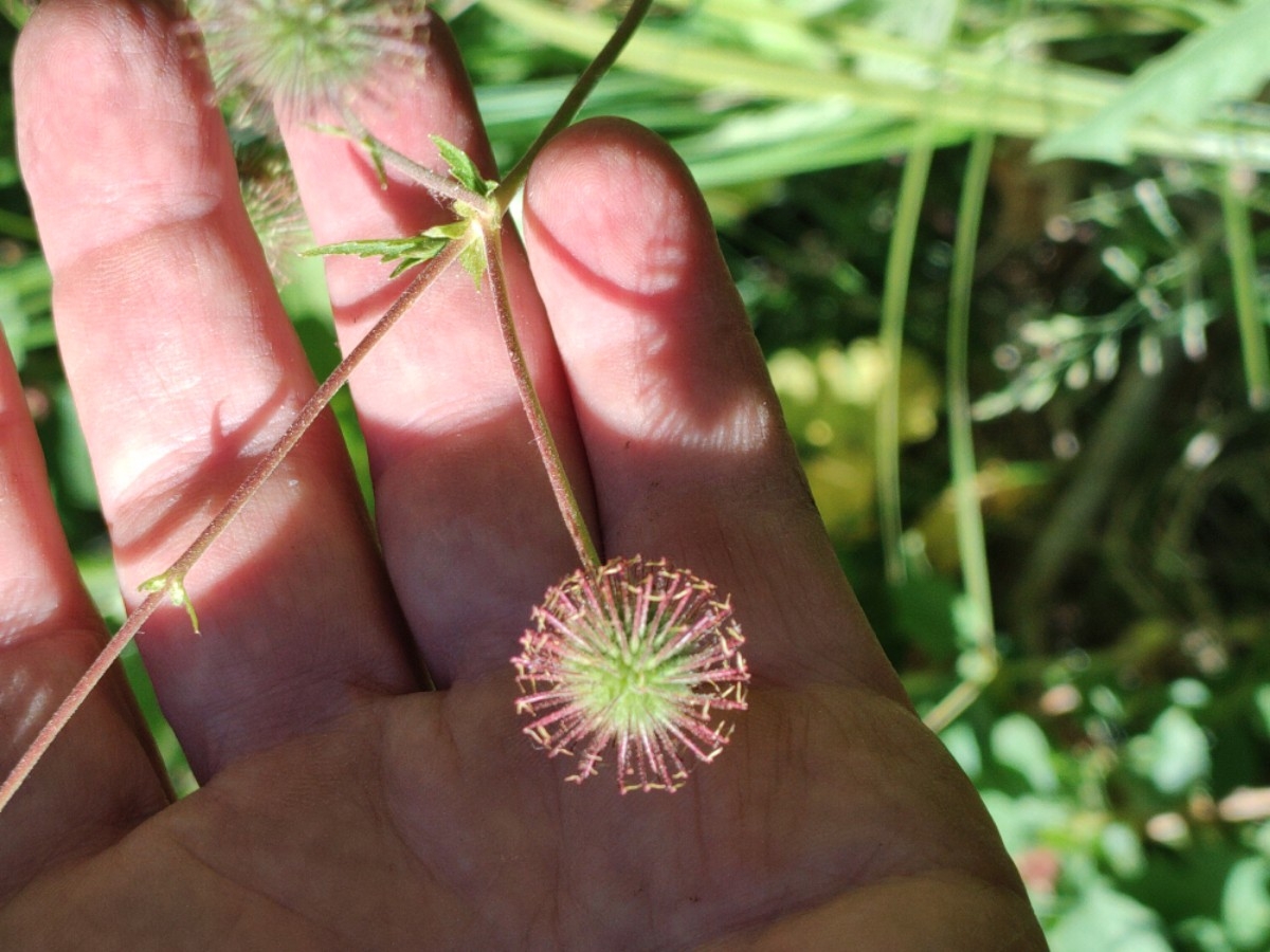 Geum macrophyllum var. perincisum