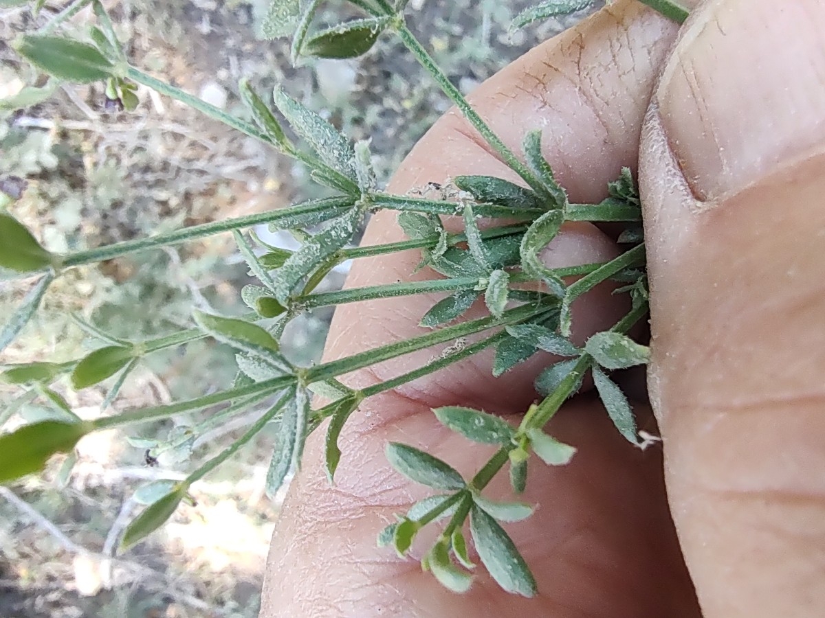 Galium bolanderi