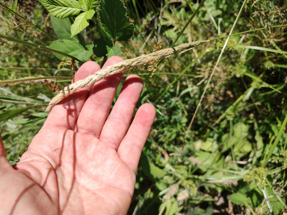 Phalaris aquatica