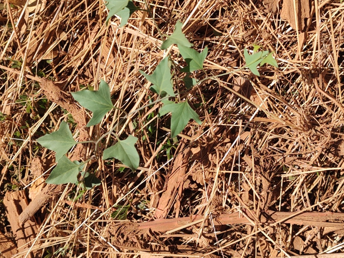 Calystegia atriplicifolia