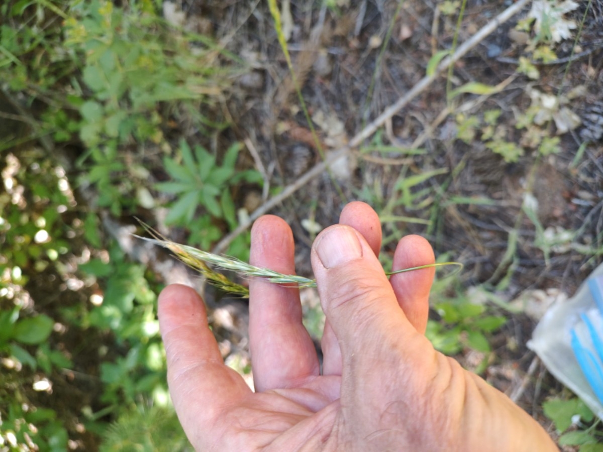 Elymus glaucus ssp. glaucus