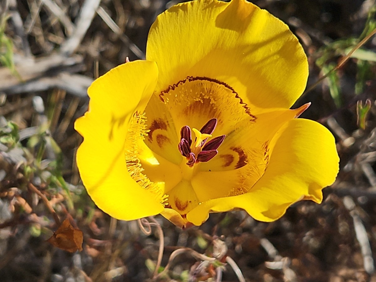 Calochortus clavatus