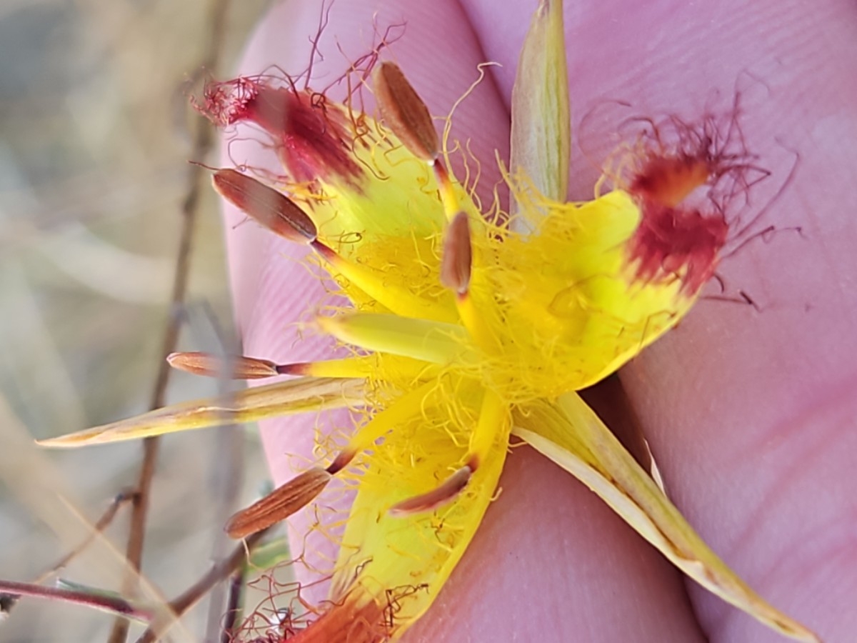 Calochortus obispoensis