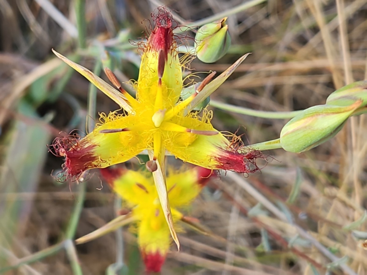 Calochortus obispoensis