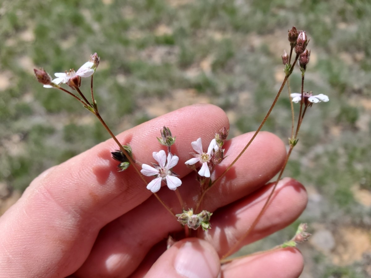 Horkelia sericata