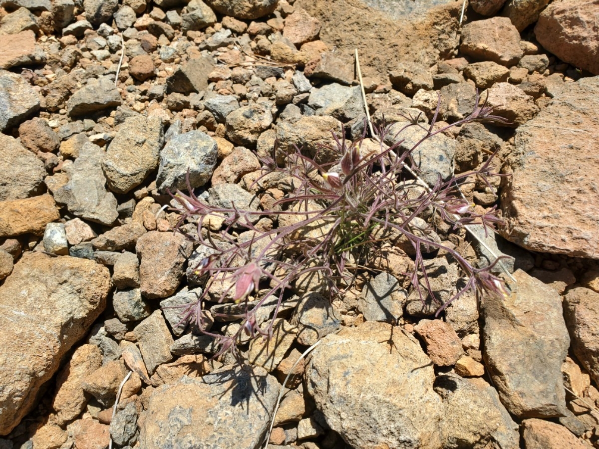 Cordylanthus tenuis ssp. viscidus