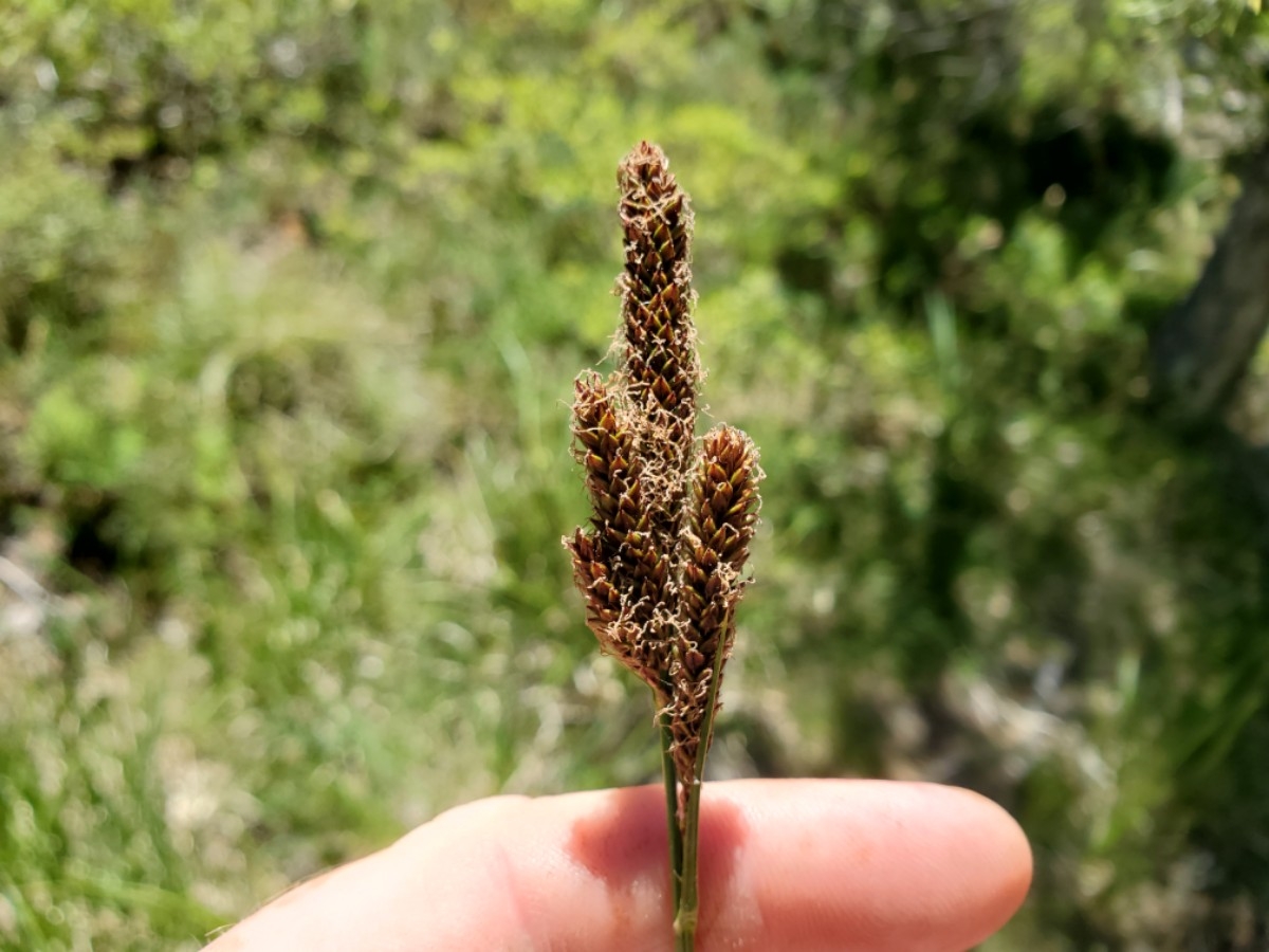 Carex serpenticola