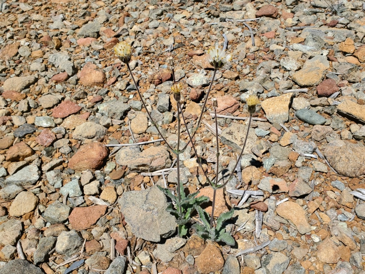 Arnica spathulata