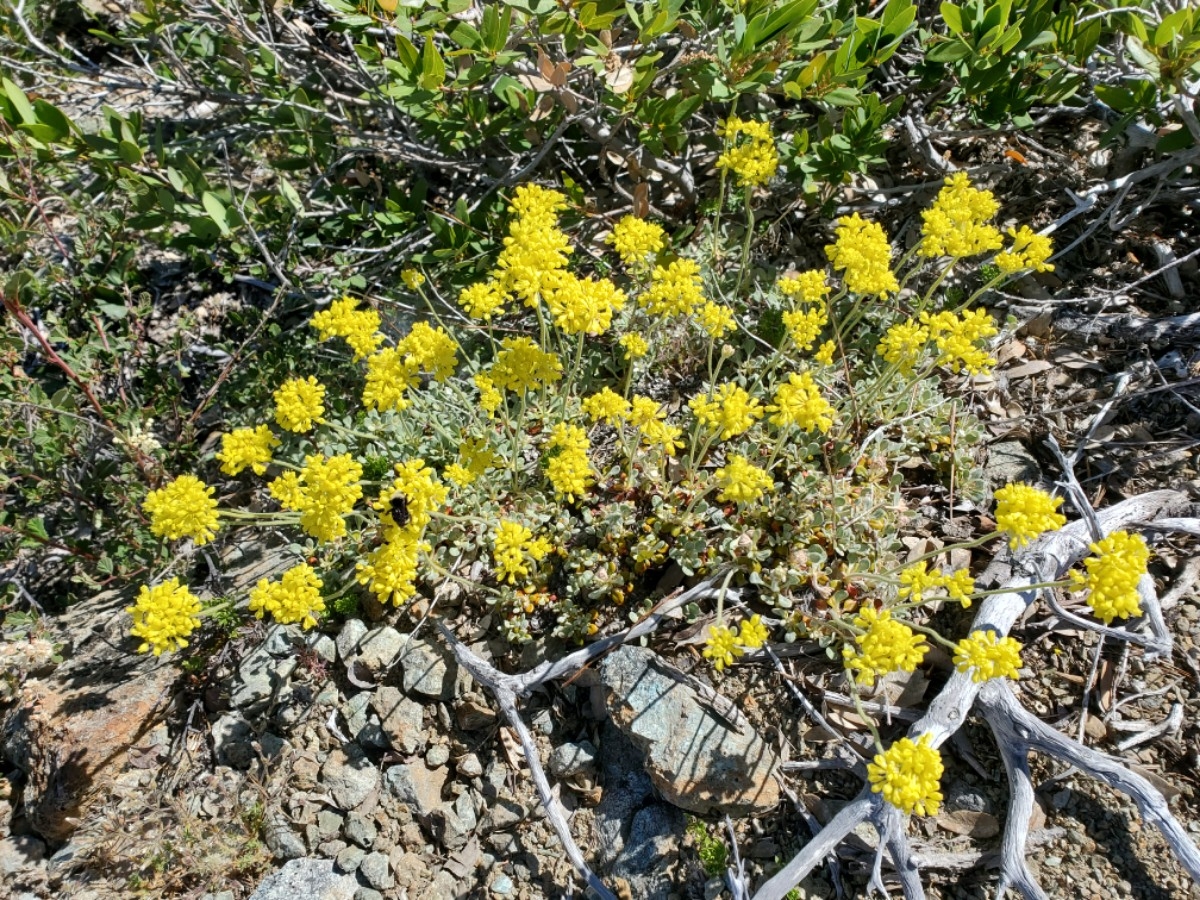 Eriogonum ternatum