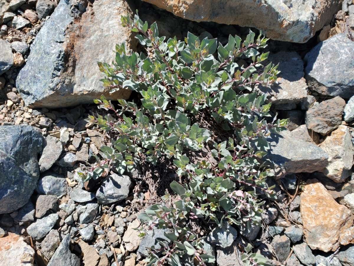 Epilobium rigidum