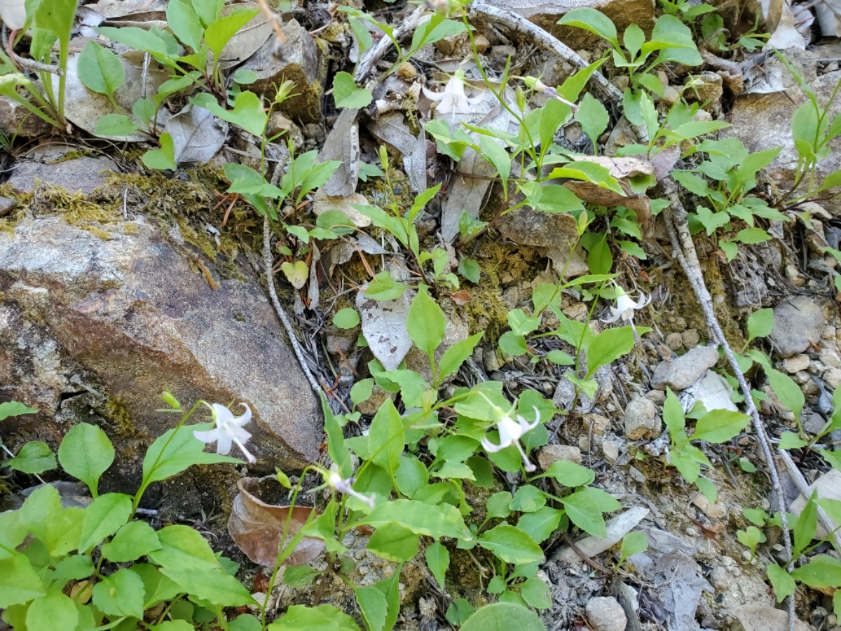 Campanula scouleri