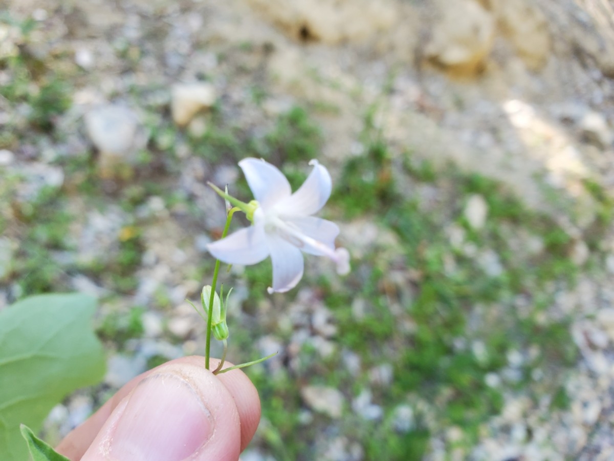 Campanula scouleri