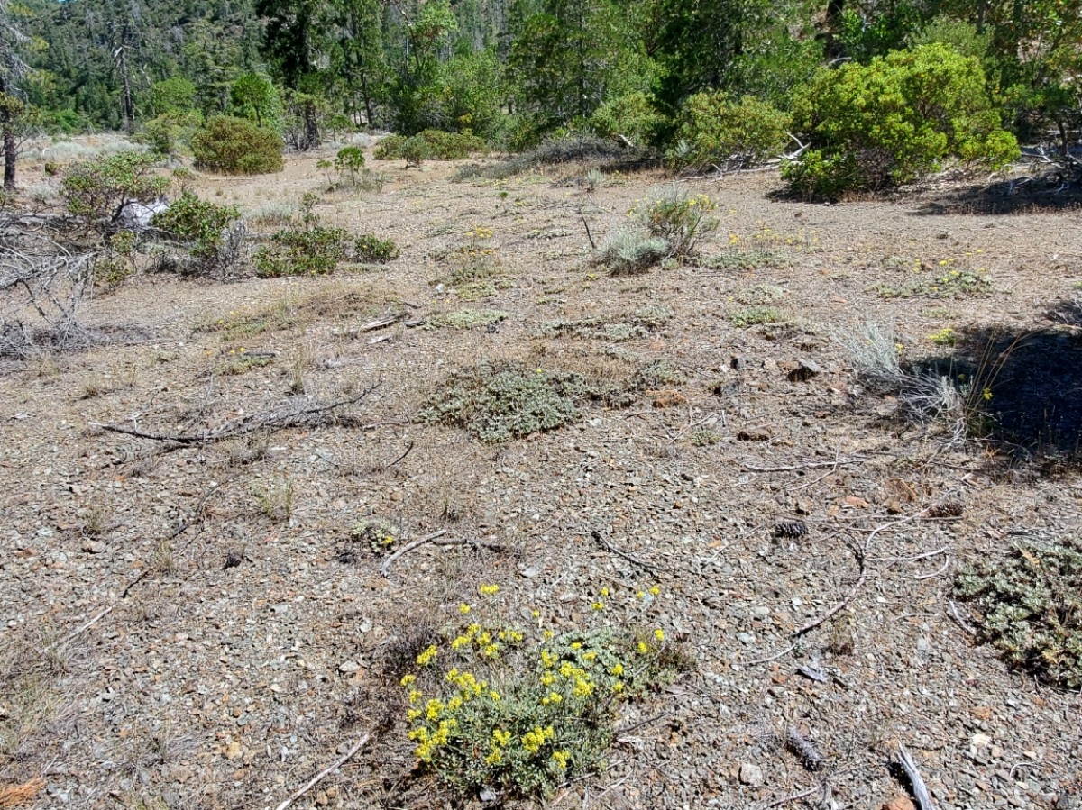 Eriogonum ternatum