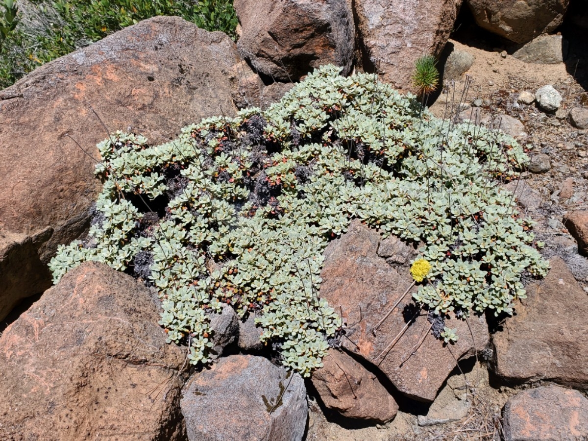 Eriogonum ternatum