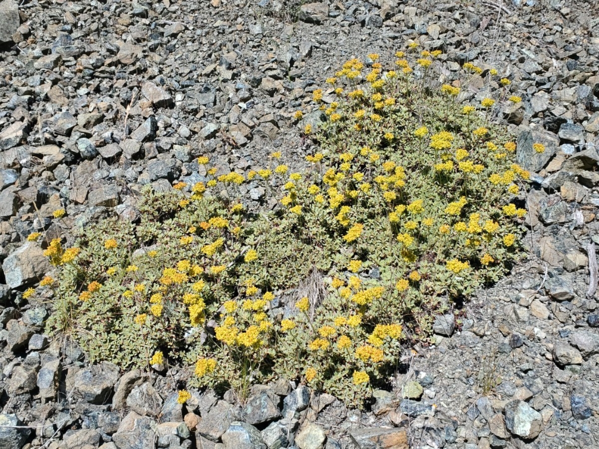 Eriogonum ternatum