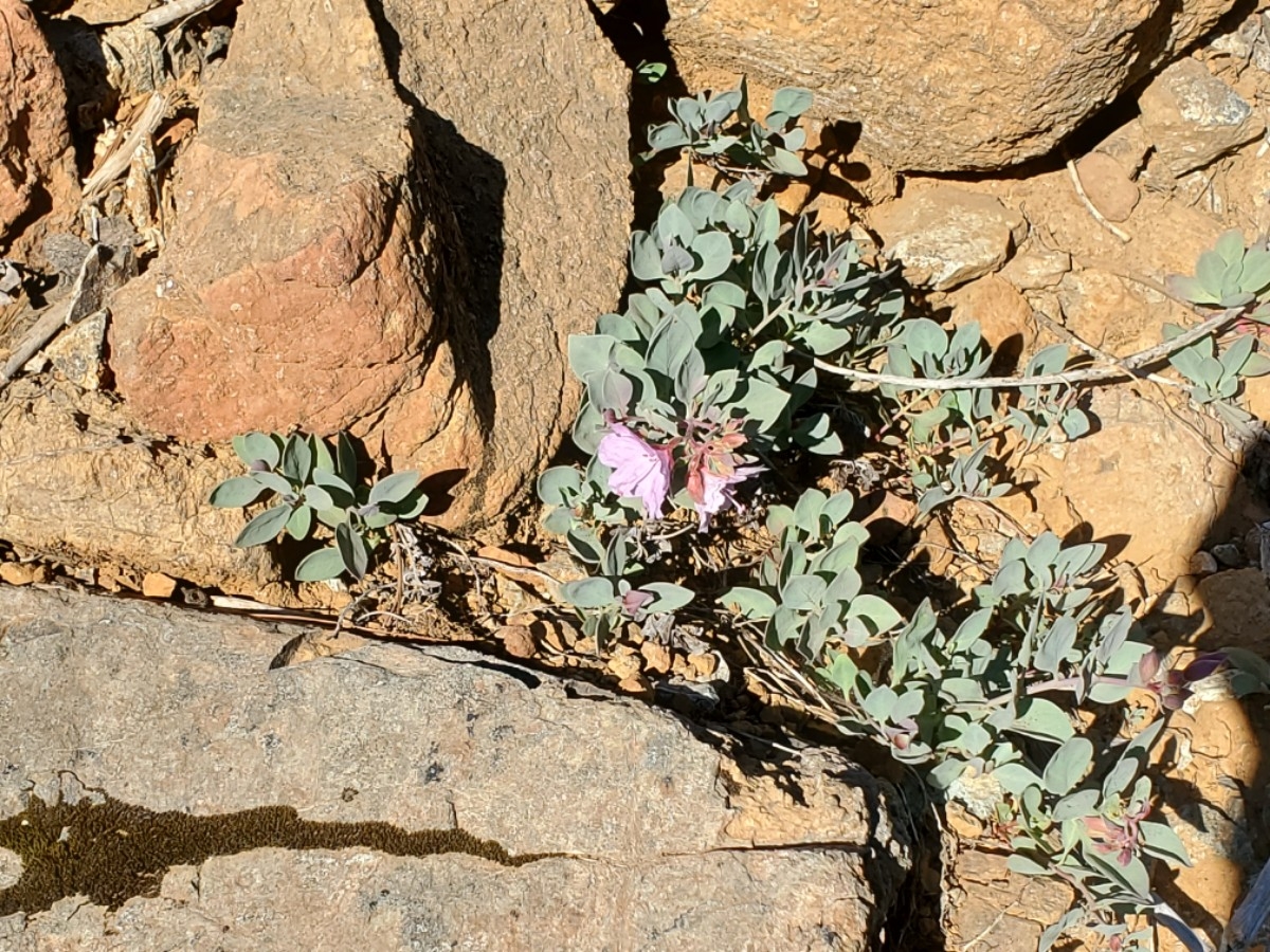 Epilobium siskiyouense