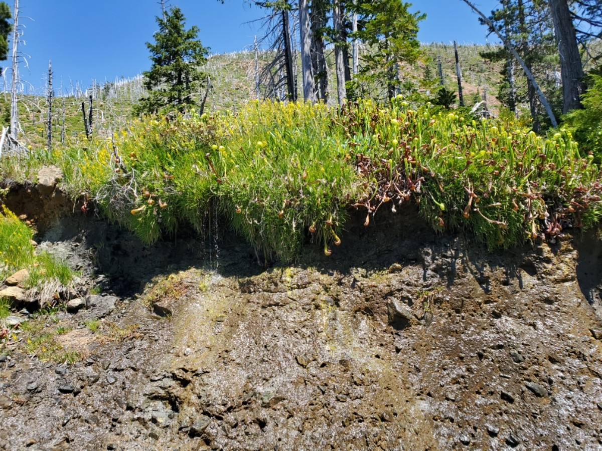 Darlingtonia californica