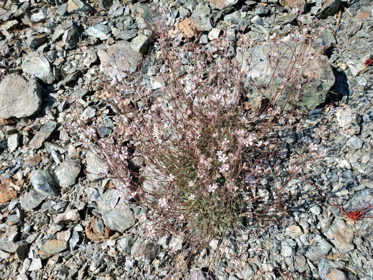 Horkelia sericata