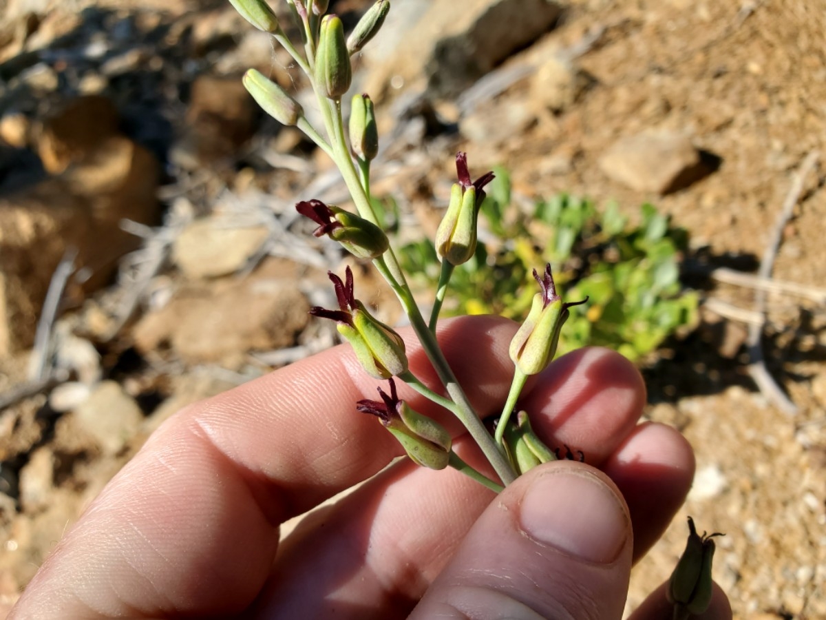 Streptanthus howellii