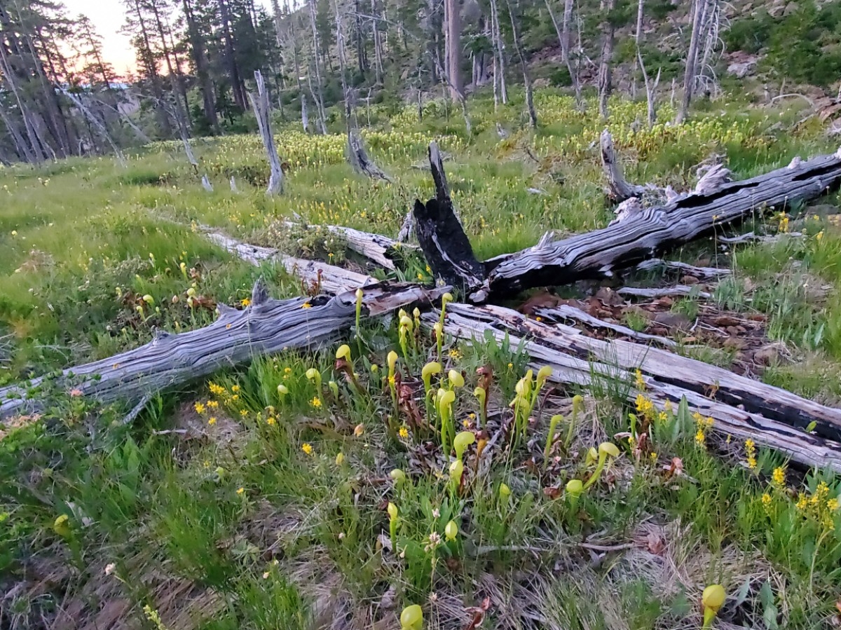 Darlingtonia californica