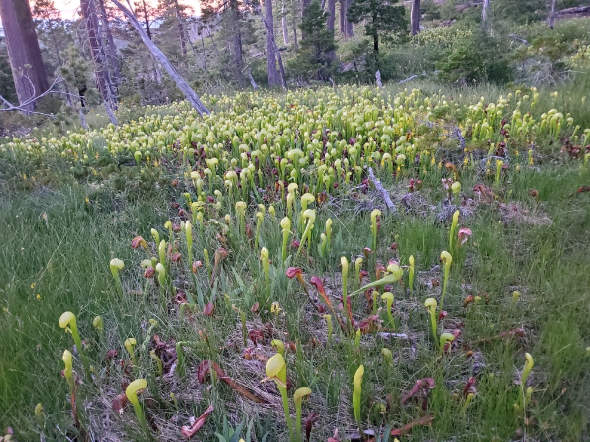 Darlingtonia californica