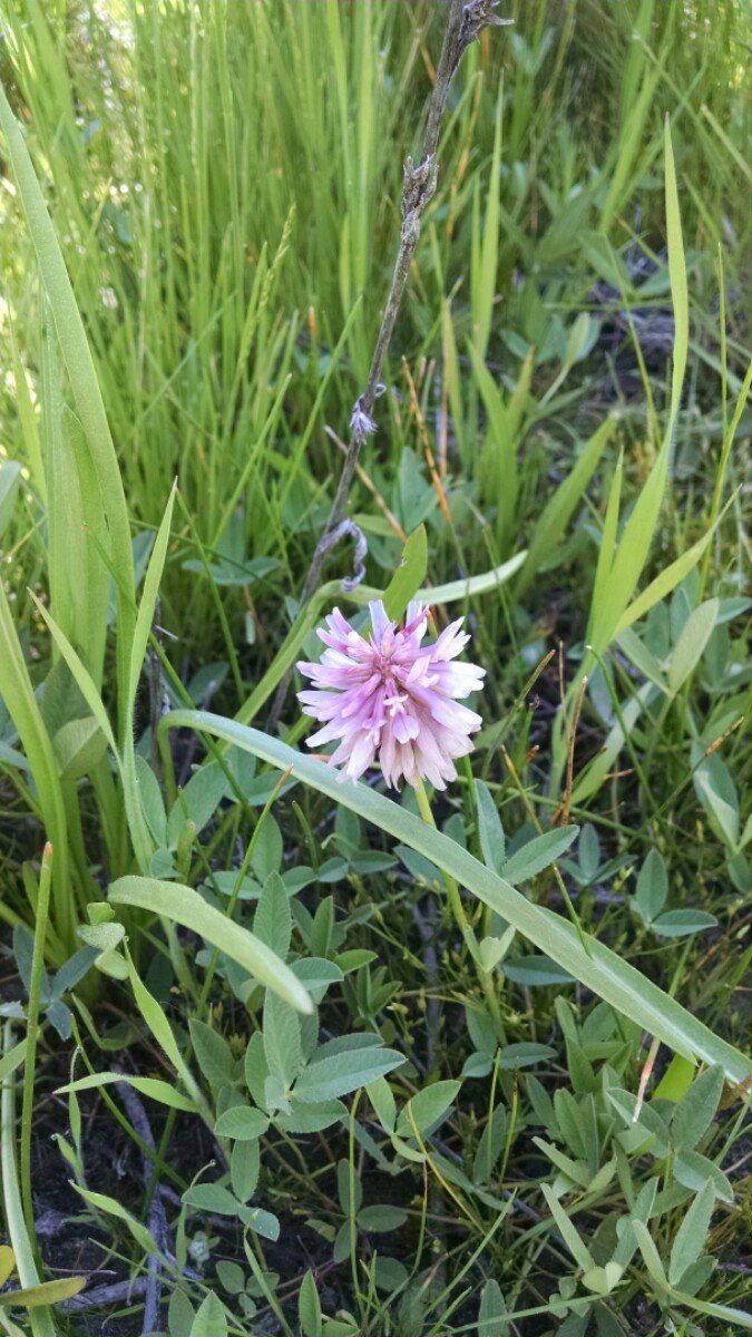 Trifolium beckwithii