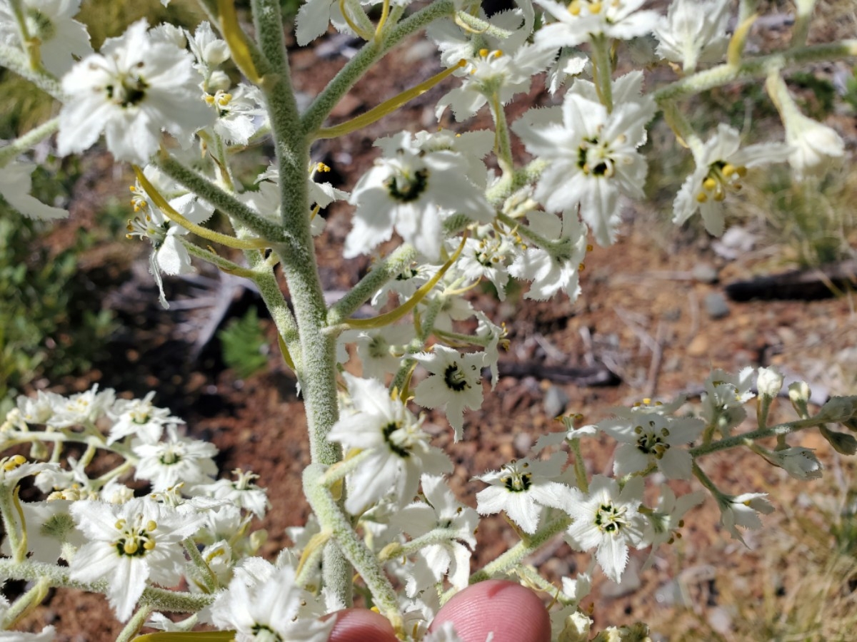 Veratrum insolitum