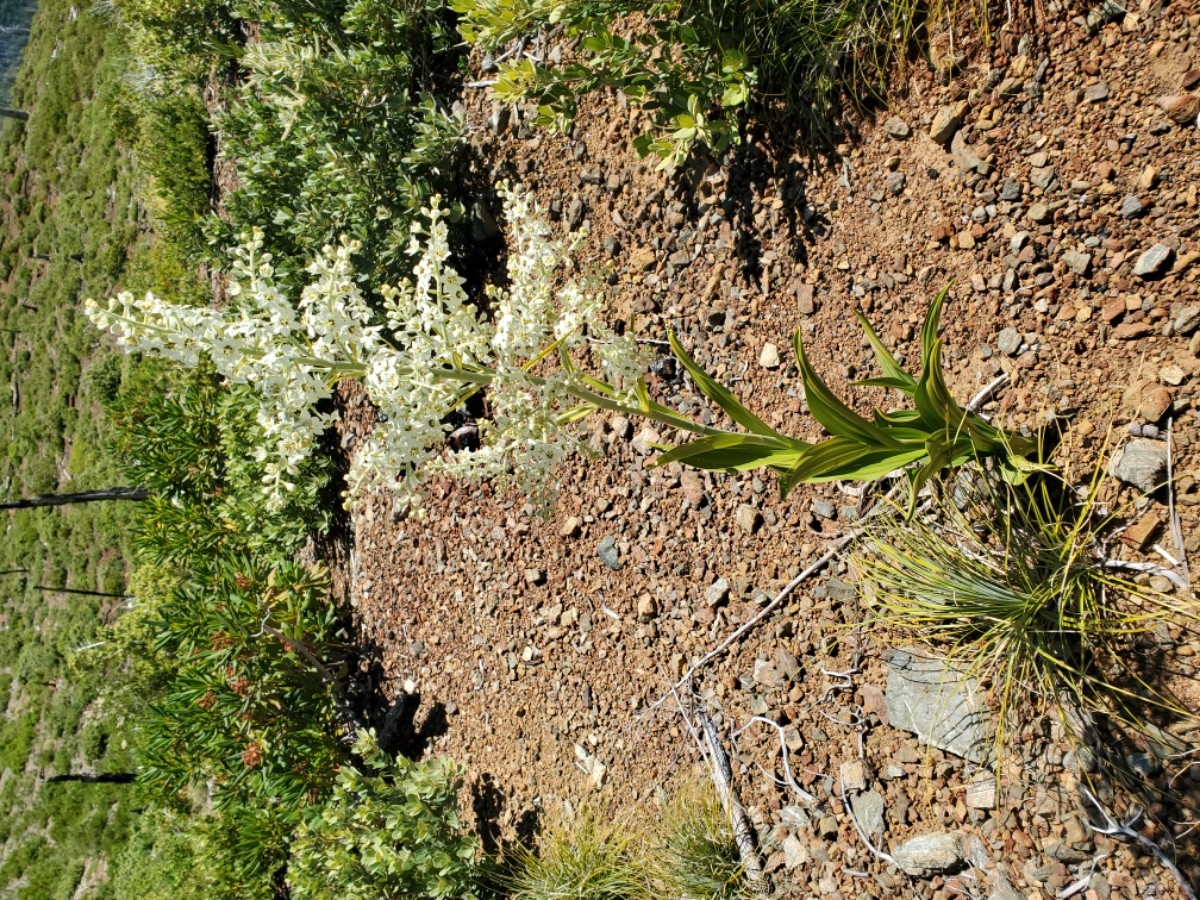 Veratrum insolitum