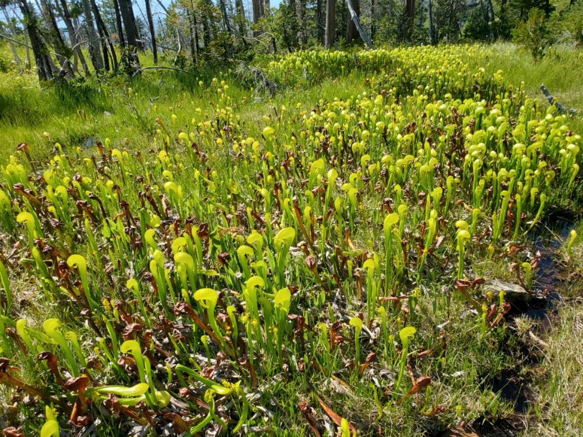 Darlingtonia californica