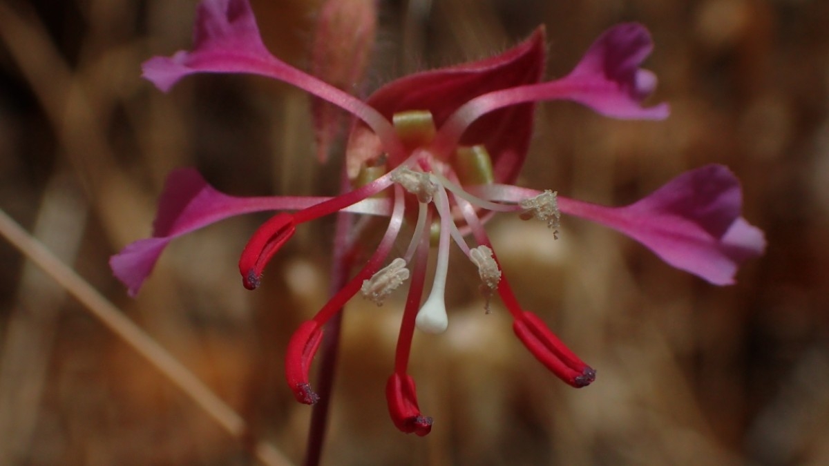 Clarkia unguiculata