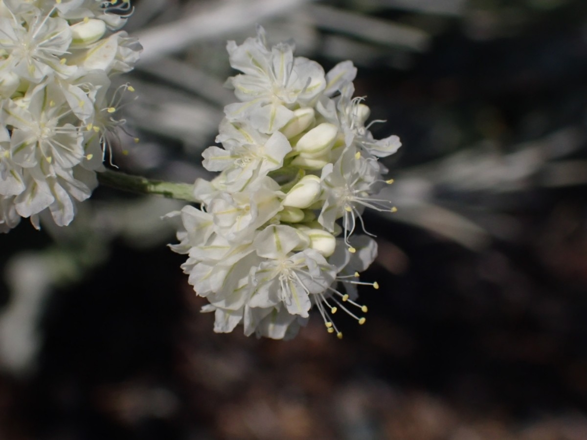 Eriogonum strictum var. greenei