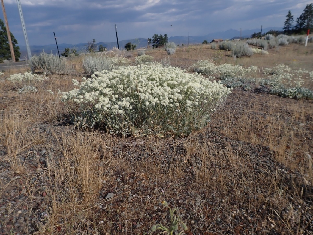 Eriogonum strictum var. greenei