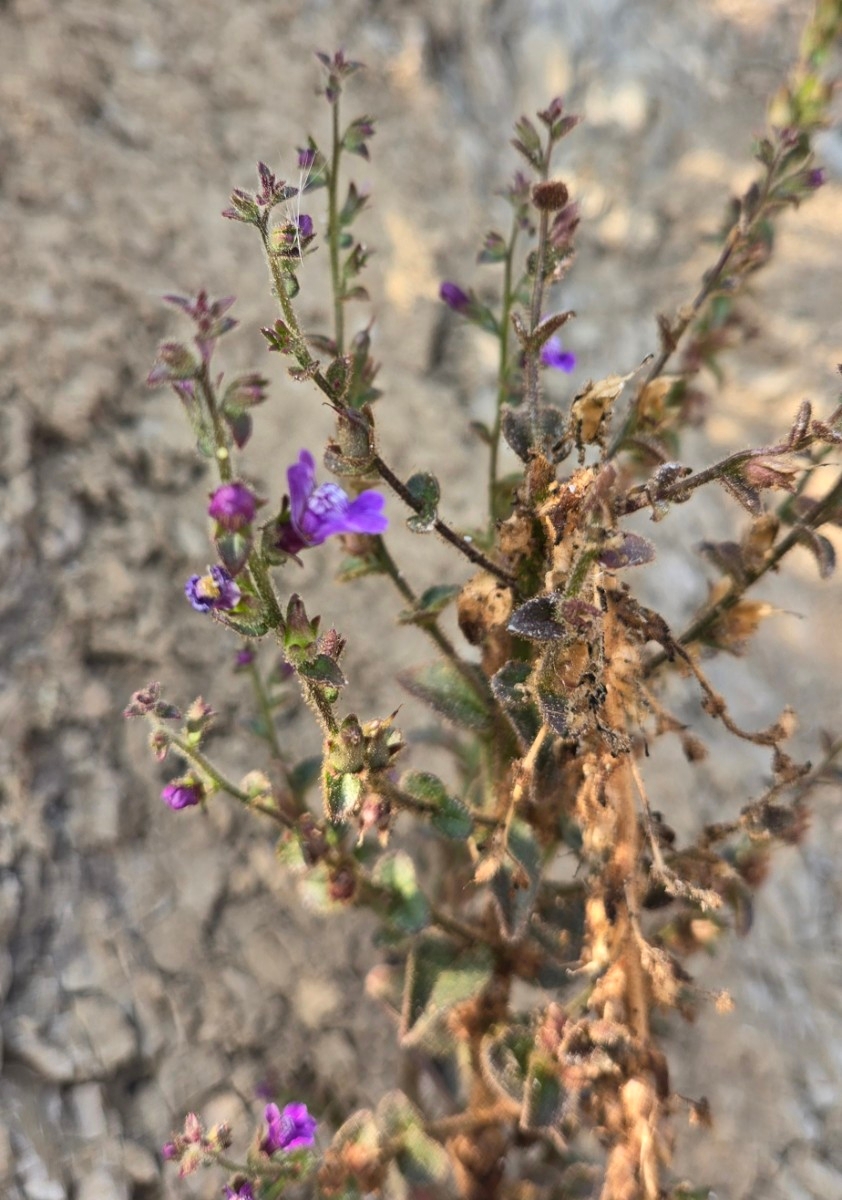 Antirrhinum nuttallianum