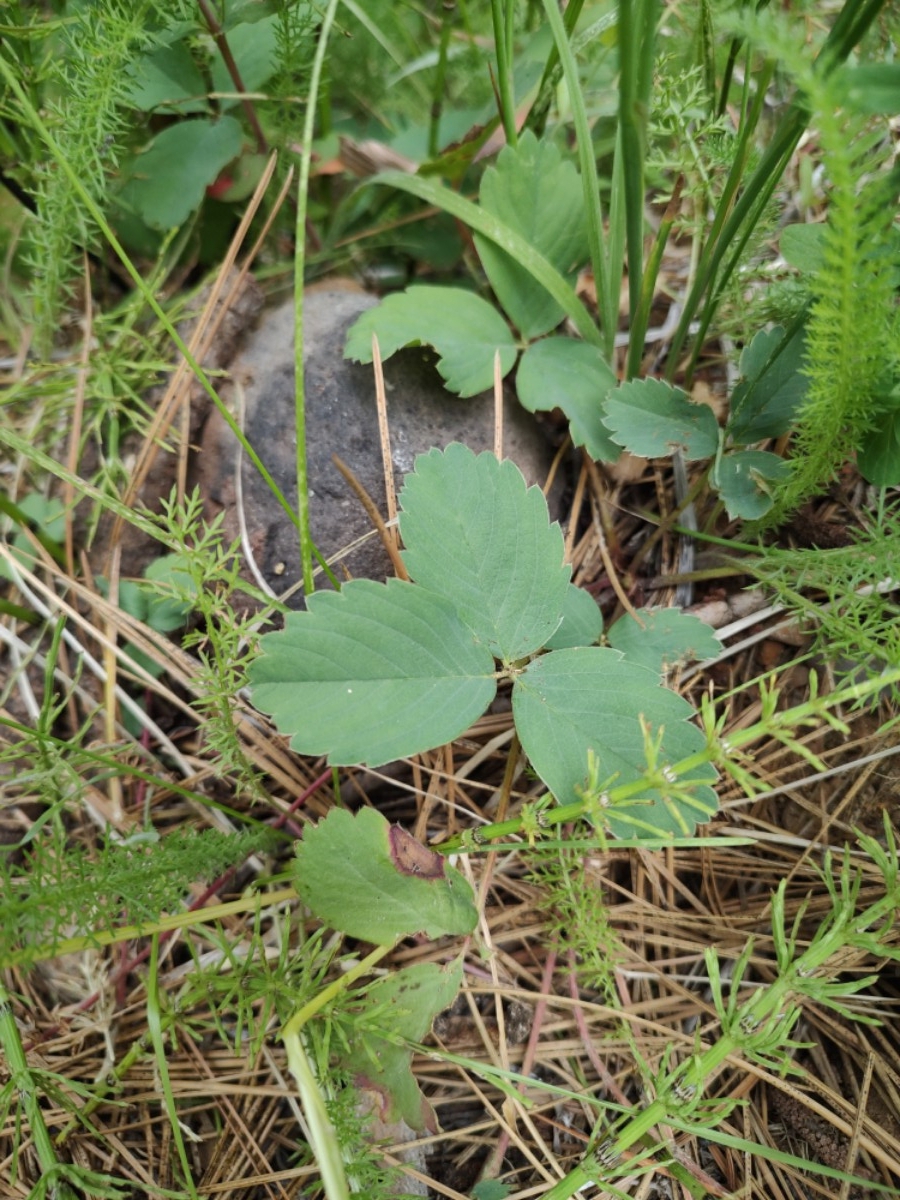 Fragaria vesca