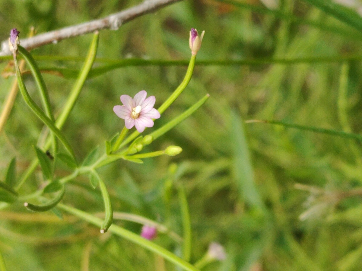 Epilobium glaberrimum ssp. glaberrimum