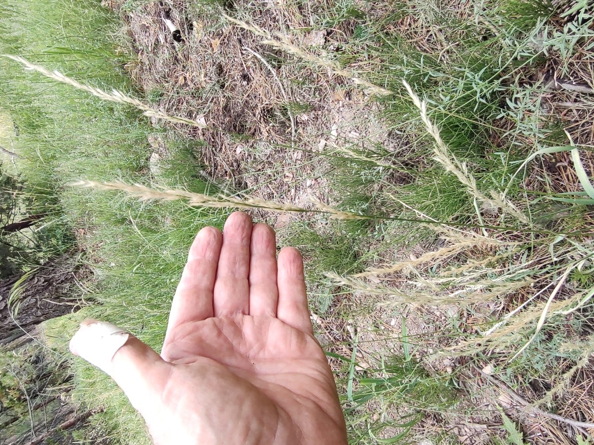 Stipa lemmonii var. lemmonii