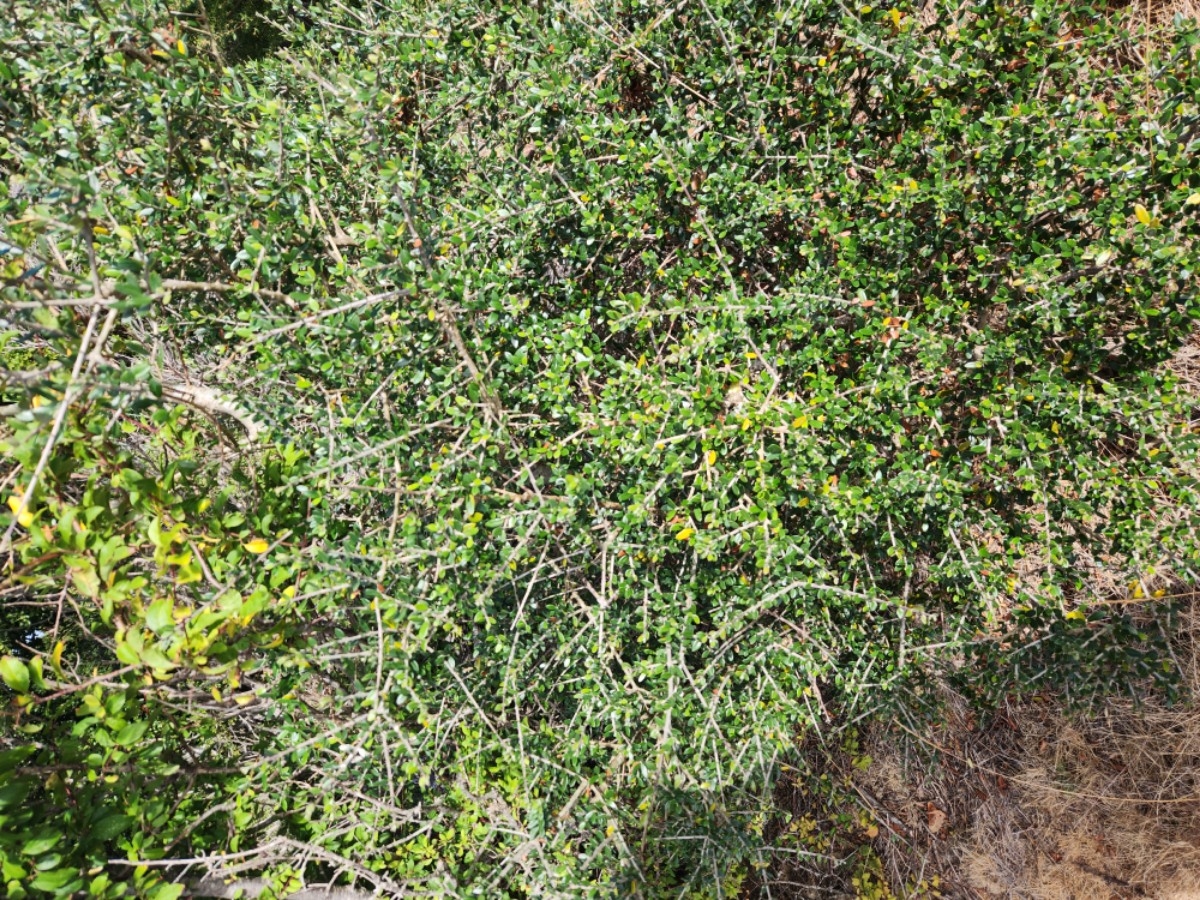 Cotoneaster franchetii