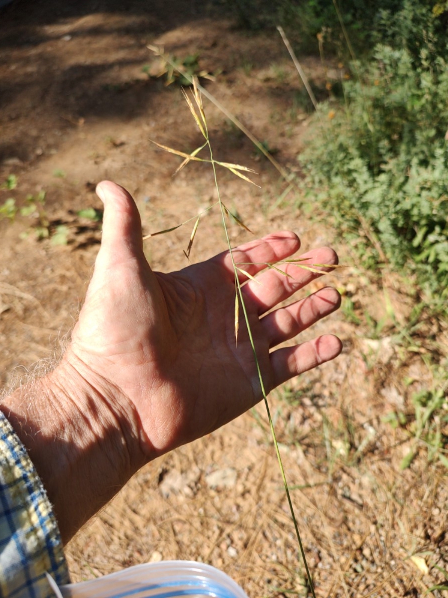 Festuca subuliflora