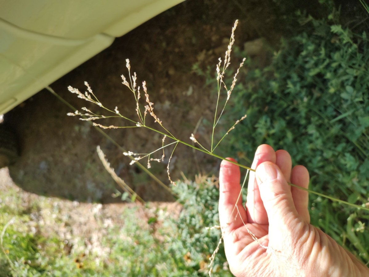 Agrostis stolonifera