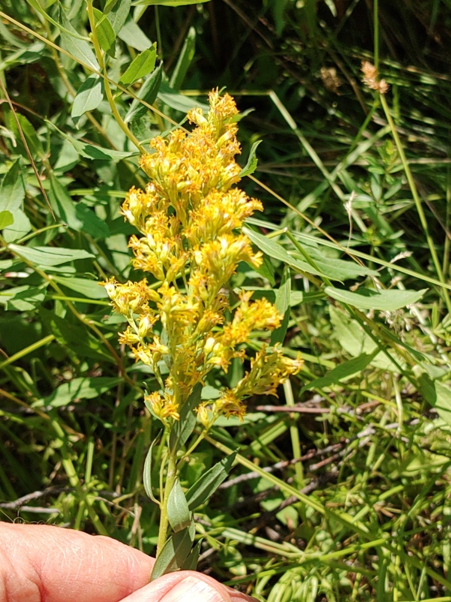 Solidago spectabilis