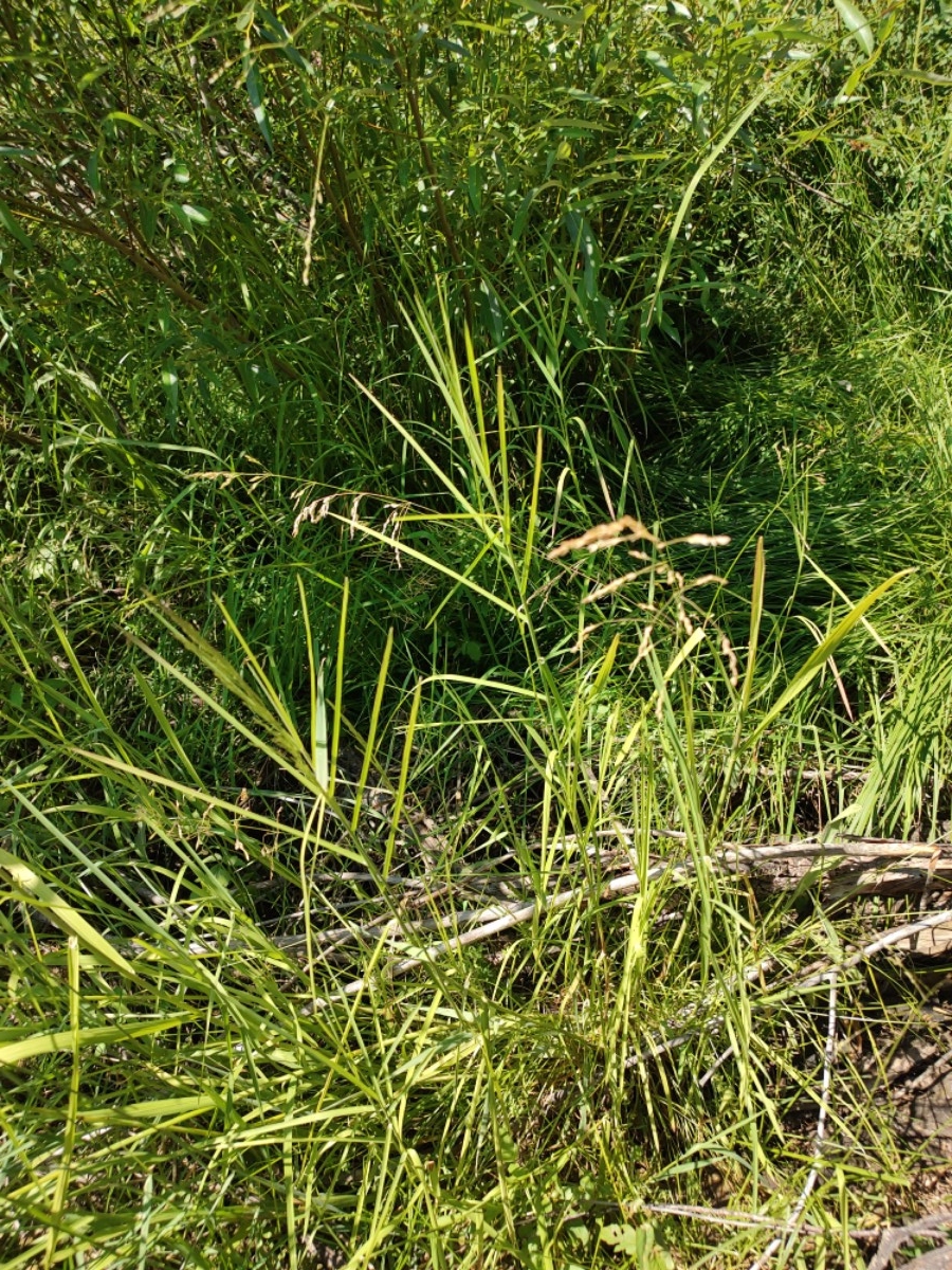 Agrostis stolonifera