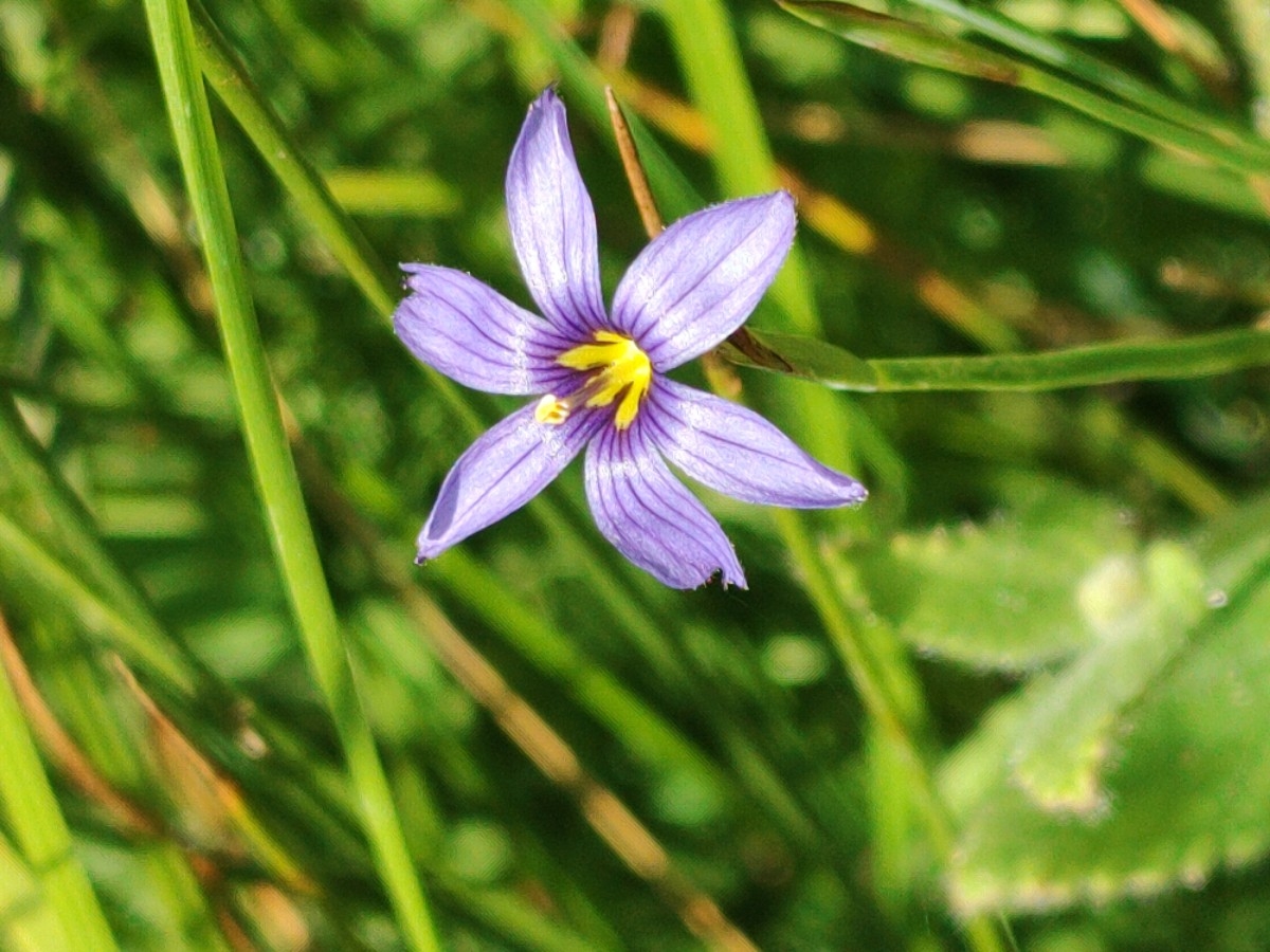 Sisyrinchium idahoense var. occidentale