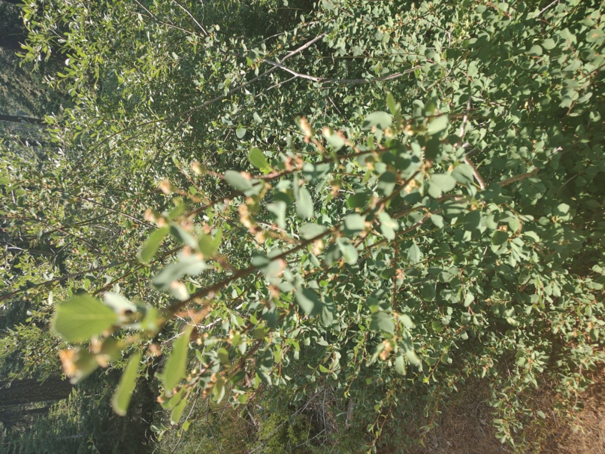 Amelanchier alnifolia var. pumila