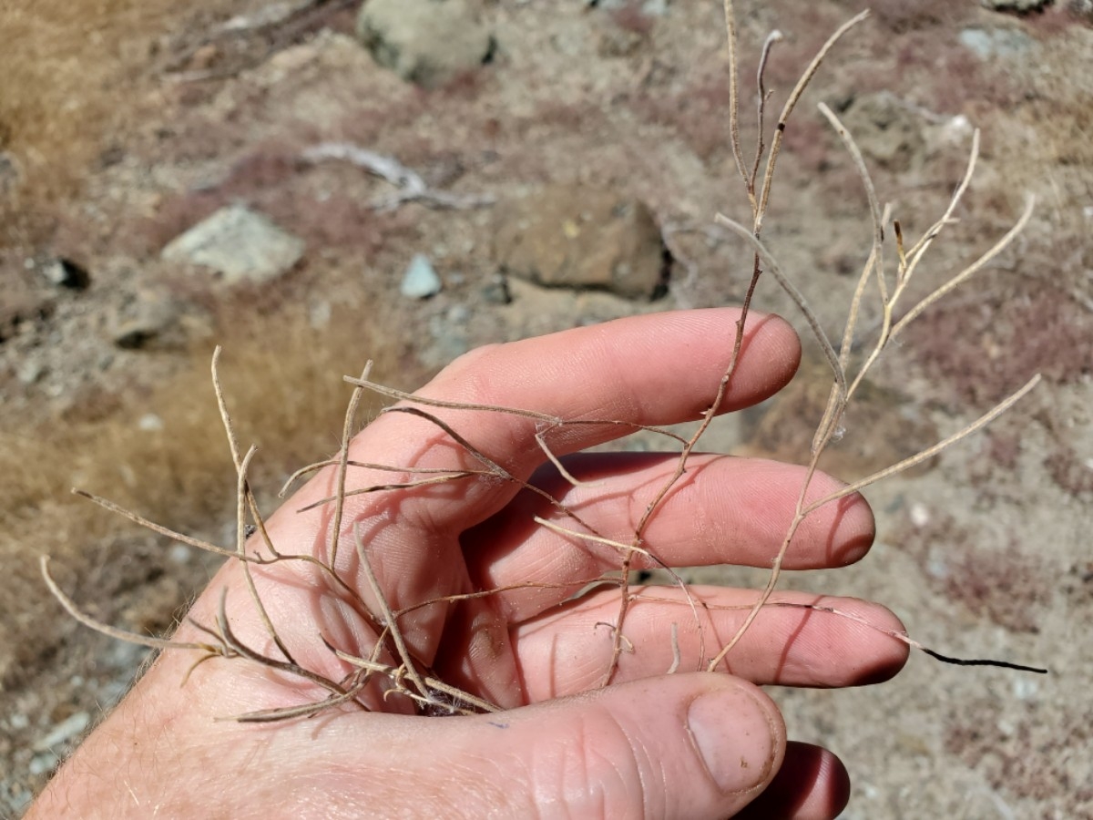 Camissonia benitensis