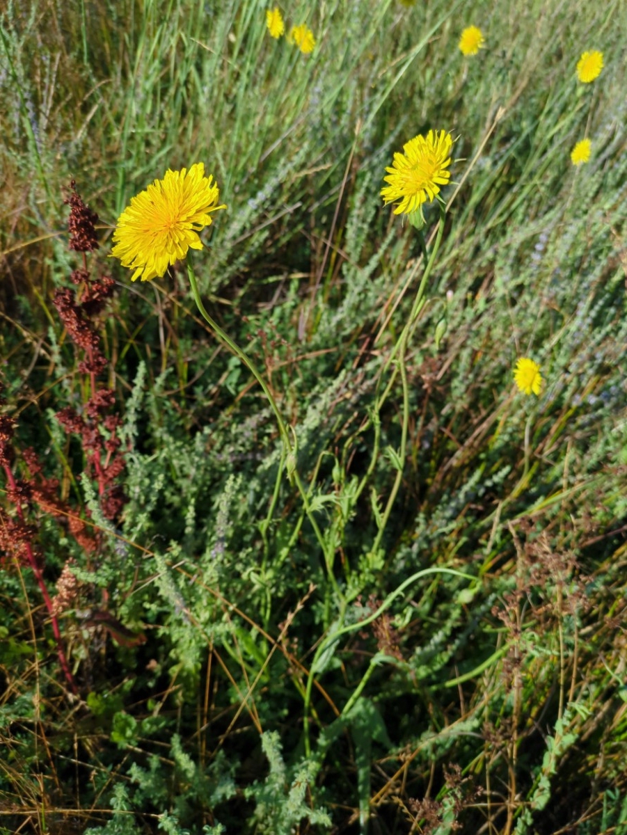 Microseris laciniata ssp. laciniata