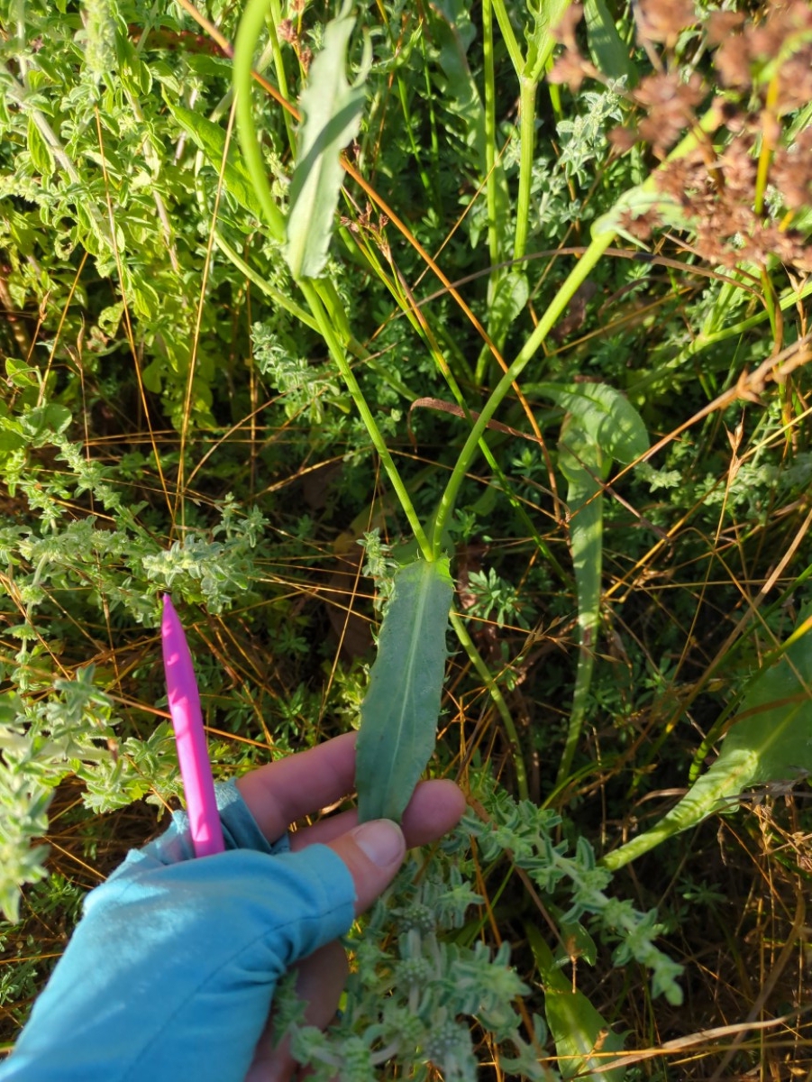 Microseris laciniata ssp. laciniata