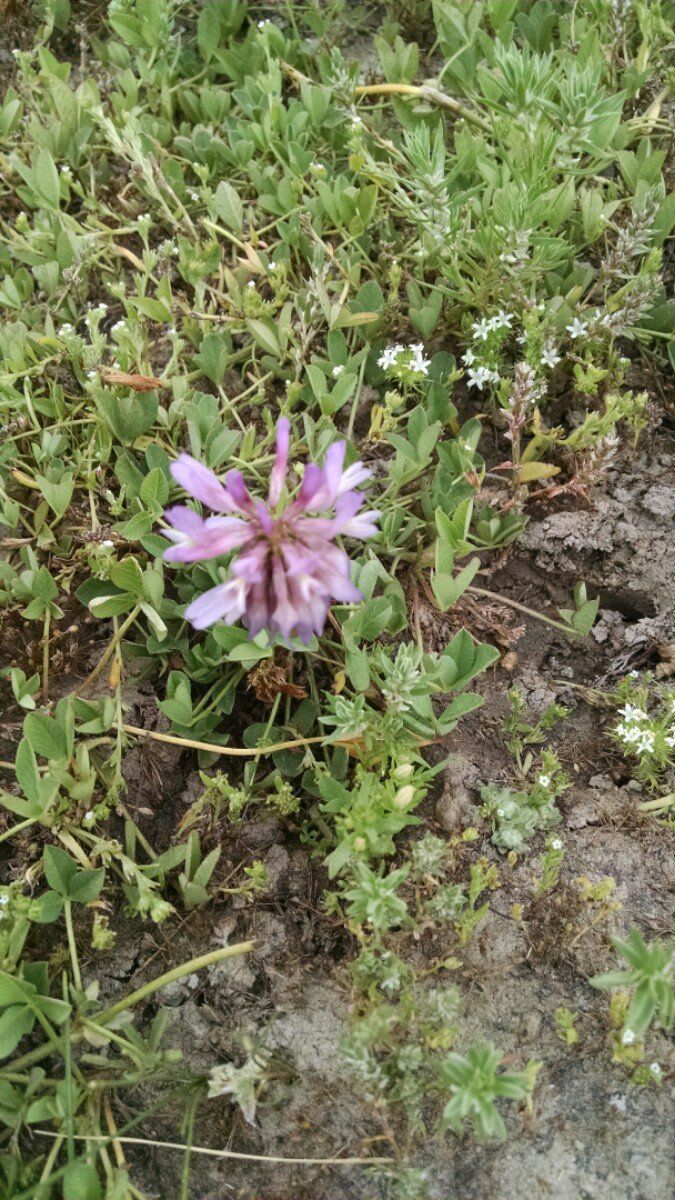 Trifolium beckwithii