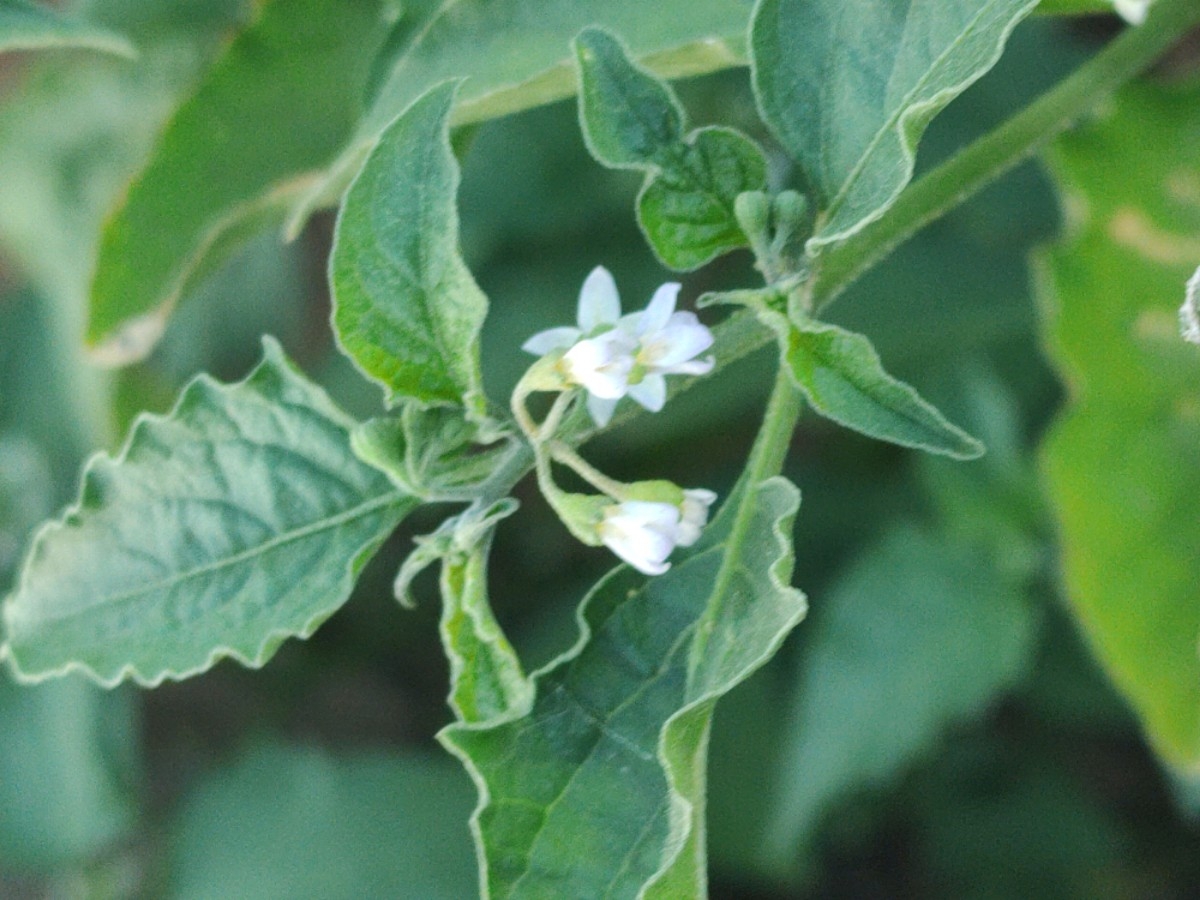 Solanum americanum