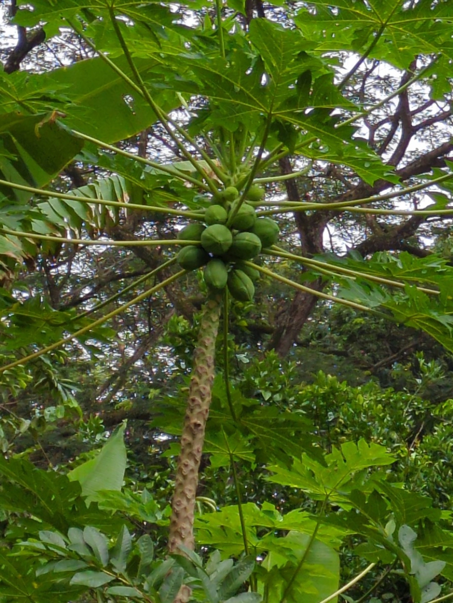 Carica papaya