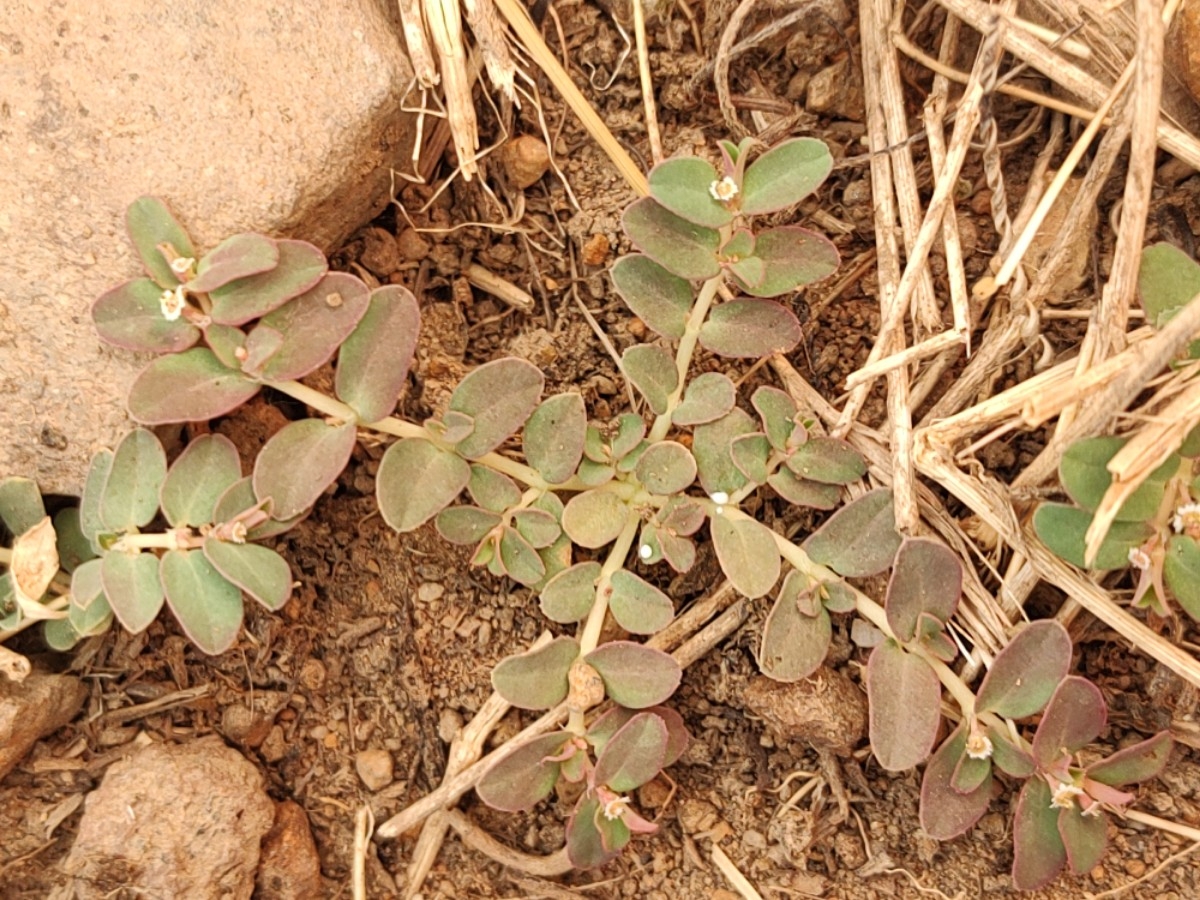 Euphorbia glyptosperma